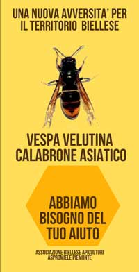 Vespa Velutina - Calabrone Asiatico